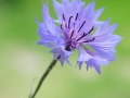 Blüten Balkon 2019