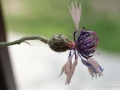 Blüten Balkon 2019
