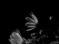 schwarz_weiss_0019xxxscharf