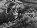 Wurzel