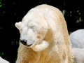 00388 Wuppertaler Zoo tiere 0001