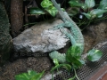 00391 Wuppertaler Zoo tiere 0004