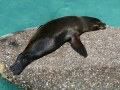 00393 Wuppertaler Zoo tiere 0006