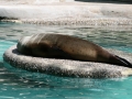 00394 Wuppertaler Zoo tiere 0007