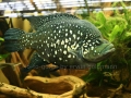 00395 Wuppertaler Zoo tiere 0008