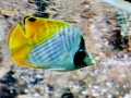 00398 Wuppertaler Zoo tiere 0011