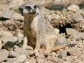 00404 Wuppertaler Zoo tiere 0016