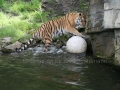 00407 Wuppertaler Zoo tiere 0019