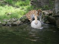 00408 Wuppertaler Zoo tiere 0020