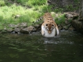 00409 Wuppertaler Zoo tiere 0021