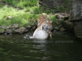 00411 Wuppertaler Zoo tiere 0023