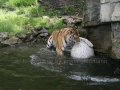 00415 Wuppertaler Zoo tiere 0027