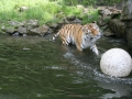 00416 Wuppertaler Zoo tiere 0028