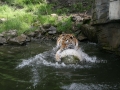 00417 Wuppertaler Zoo tiere 0029