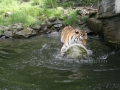 00418 Wuppertaler Zoo tiere 0030