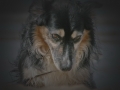 Collie