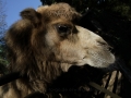 Duisburger Zoo Oktober 2014 Kamele _0288.JPG