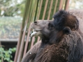 Gorilla... oder doch ein Kamel