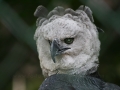 Harpyie (Harpia harpyja)