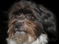 Herkules Hund von Heidi und Peterxxx.jpg