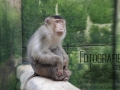 Affe Im Zoom Gelsenkirchen