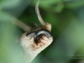 Kralle_Harpyie (Harpia harpyja)_00090.JPG