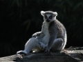 Lemur