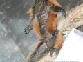 Lemur beim Sonnenbad