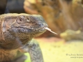 Terra Zoo Rheinberg_330.JPG