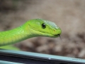 Terra Zoo Rheinberg_331.JPG