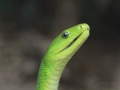 gruene Mamba _IMG_3842.JPG