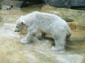 00390 Wuppertaler Zoo tiere 0003