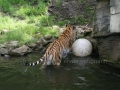 00406 Wuppertaler Zoo tiere 0018