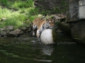 00412 Wuppertaler Zoo tiere 0024