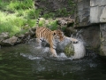 00413 Wuppertaler Zoo tiere 0025