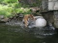 00414 Wuppertaler Zoo tiere 0026