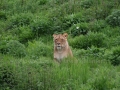00420 Wuppertaler Zoo tiere 0032
