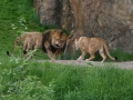 00421 Wuppertaler Zoo tiere 0033