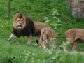 00422 Wuppertaler Zoo tiere 0034
