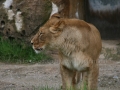00424 Wuppertaler Zoo tiere 0036
