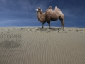 Die Wueste und das Kamel