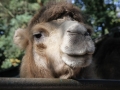 Duisburger Zoo Oktober 2014 Kamele _0296.JPG