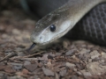 Schwarze Mamba