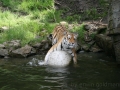 Tiger mit Ball