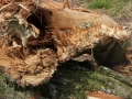 Blitze_Unwetter_Pfingsten_2014_0010xxxX.JPG