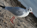 00437 Holnis 085