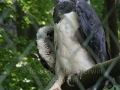 00451 Wuppertaler Zoo voegel 001