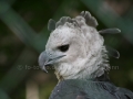 00452 Wuppertaler Zoo voegel 002