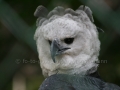 00453 Wuppertaler Zoo voegel 003