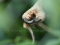 00454 Wuppertaler Zoo voegel 004